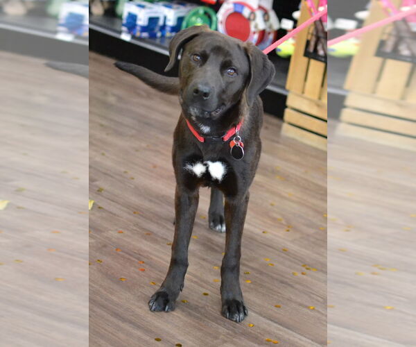 Medium Photo #3 Chocolate Labrador retriever-Labrador Retriever Mix Puppy For Sale in Enfield, CT, USA