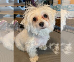 Maltese Dogs for adoption in Techny, IL, USA
