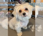 Small Maltese