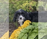 Small #1 Cavanese