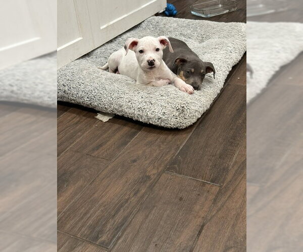 Medium Photo #3 Mutt Puppy For Sale in Plainfield, IL, USA