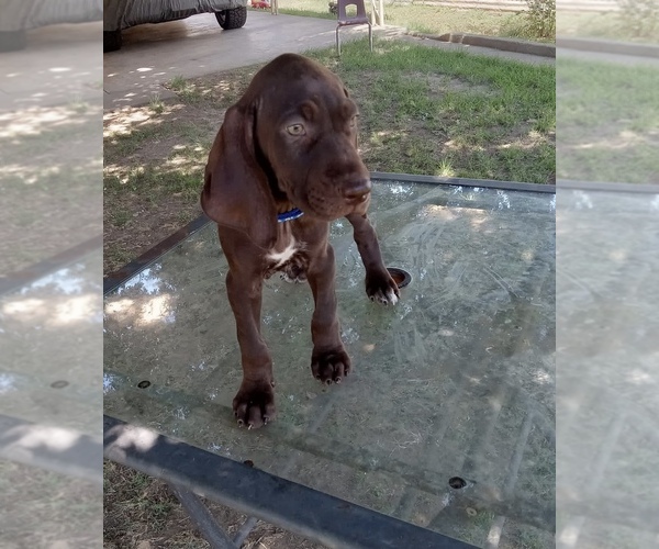 Medium Photo #1 German Shorthaired Pointer Puppy For Sale in STRATHMORE, CA, USA