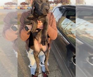 Labrador Retriever Dogs for adoption in Stockton, CA, USA