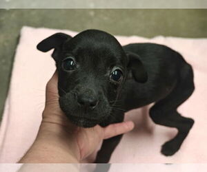 Mutt Dogs for adoption in Royal Palm Beach, FL, USA