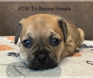 Jug Puppy for Sale in LOOMIS, California USA