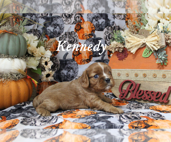 Medium Photo #5 Cavalier King Charles Spaniel Puppy For Sale in CHANUTE, KS, USA