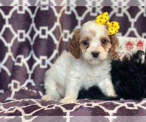 Cocker Spaniel-Poodle (Miniature) Mix Puppy for sale in LAKELAND, FL, USA