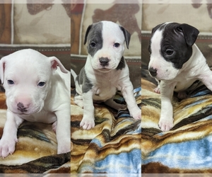 American Bully Puppy for sale in WAGENER, SC, USA