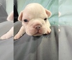 Small Photo #4 French Bulldog Puppy For Sale in MONROE, GA, USA