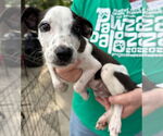 Small #2 Feist Terrier-Labrador Retriever Mix