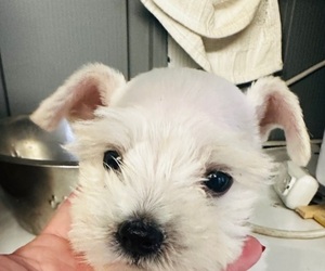 Schnauzer (Miniature) Puppy for sale in HOMESTEAD, FL, USA
