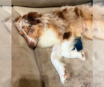 Small #7 Australian Shepherd