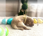 Small #1 Goldendoodle
