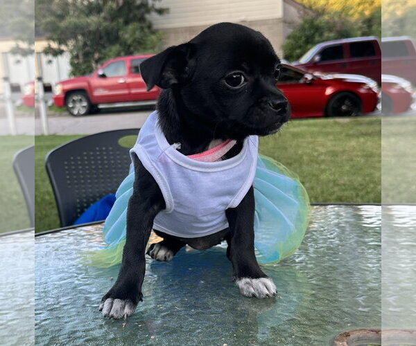 Medium Photo #5 Jack Chi Puppy For Sale in HOUSTON, TX, USA