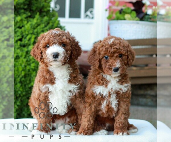 Medium Photo #2 Goldendoodle (Miniature) Puppy For Sale in LITITZ, PA, USA