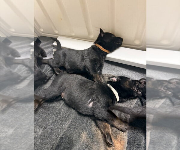 Medium Photo #6 Mutt Puppy For Sale in Imlay City, MI, USA