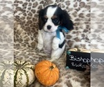 Small #1 Cavalier King Charles Spaniel