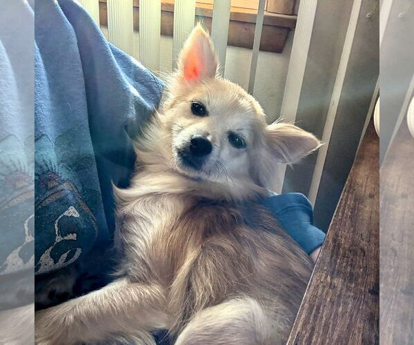 Medium Photo #5 Pomeranian-Unknown Mix Puppy For Sale in Fargo, ND, USA