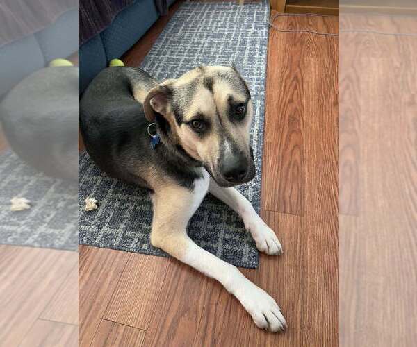 Medium Photo #8 Mutt Puppy For Sale in Mundelein, IL, USA