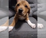 Puppy 7 Great Pyrenees-Rottweiler Mix