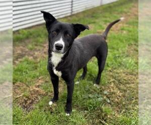 Border Collie-Unknown Mix Dogs for adoption in Modesto, CA, USA
