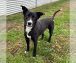 Small Border Collie Mix