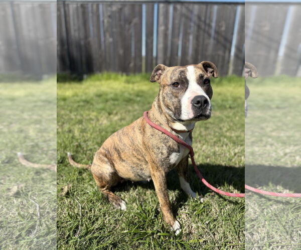 Medium Photo #4 Staffordshire Bull Terrier-Unknown Mix Puppy For Sale in Chico, CA, USA