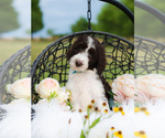 Small Photo #6 Aussiedoodle Puppy For Sale in STRAFFORD, MO, USA