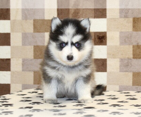 Medium Photo #3 Pomsky Puppy For Sale in DENVER, PA, USA