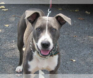 Blue Steele - Male Mutt Dog for Adoption - Photo #11