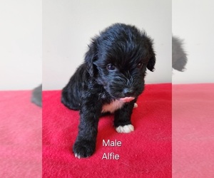 Aussiedoodle Miniature Puppy for sale in HUNTSVILLE, AL, USA