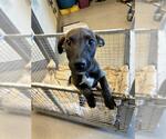 Small Labrador Retriever Mix
