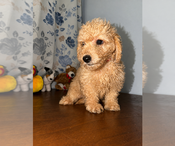 Medium Photo #17 Goldendoodle mix (+ Poodle Miniature) Puppy For Sale in DURHAM, CT, USA