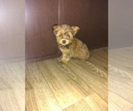 Puppy 3 Yorkshire Terrier