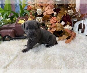 Cane Corso Puppy for sale in OOLOGAH, OK, USA
