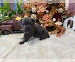 Image preview for Ad Listing. Nickname: Presley