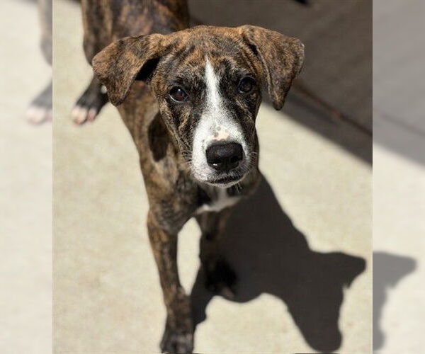 Medium Photo #1 American Pit Bull Terrier-Plott Hound Mix Puppy For Sale in Tulsa, OK, USA