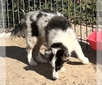 Small #21 Shetland Sheepdog