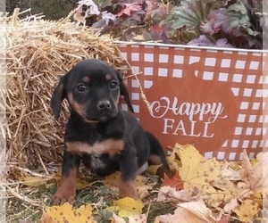 Cavalier King Charles Spaniel-Unknown Mix Puppy for sale in FREDERICKSBG, OH, USA