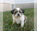Small #1 Shih Tzu