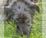 Small #4 Mutt