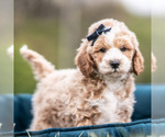 Small Photo #116 Maltipoo (Miniature) Puppy For Sale in WARSAW, IN, USA