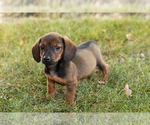 Small #1 Dachshund