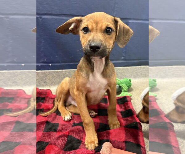 Medium Photo #1 Mutt Puppy For Sale in Sterling, MA, USA