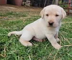 Small Labrador Retriever