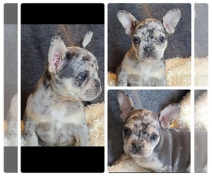 French Bulldog Puppy for sale in TRENTON, NJ, USA