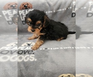 YorkiePoo Puppy for Sale in GRANDVILLE, Michigan USA