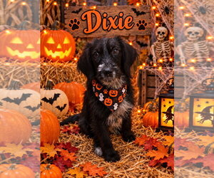 Cocker Spaniel-Unknown Mix Dogs for adoption in Ball Ground, GA, USA