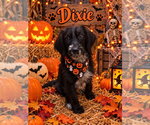 Dixie II - Female Cocker Spaniel-Unknown Mix Dog for Adoption - Small photo