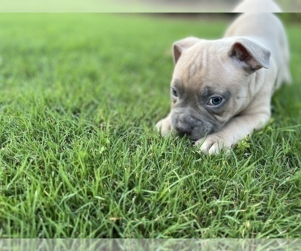 Medium Photo #1 American Bully Puppy For Sale in DACULA, GA, USA
